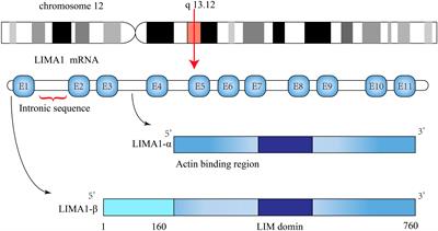 Characterization of LIMA1 and its emerging roles and potential therapeutic prospects in cancers